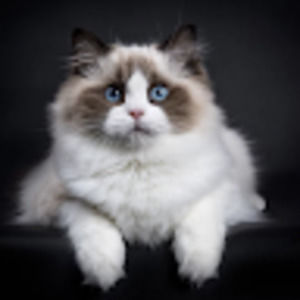 Meet your Posher, Heidi